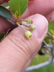 Cercocarpus minutiflorus