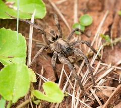 Lycosinae