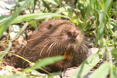 Heterogeomys hispidus