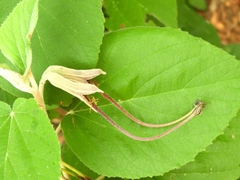 Helicteres baruensis