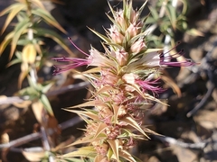 Pleurophora pungens