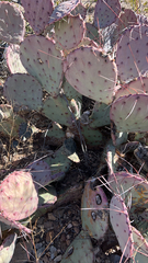 Opuntia macrocentra