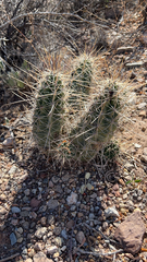 Echinocereus enneacanthus enneacanthus