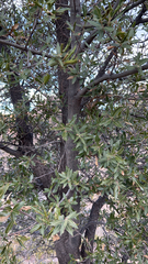 Quercus emoryi
