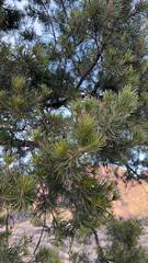 Pinus cembroides
