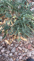 Astragalus mollissimus