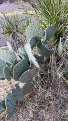 Opuntia robusta