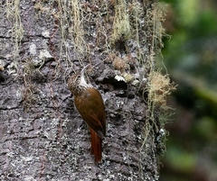 Lepidocolaptes falcinellus