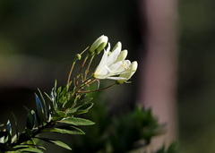 Bejaria aestuans