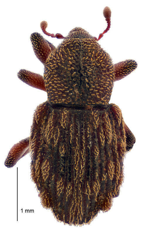 Exeiratus