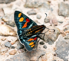 Mimoniades montana