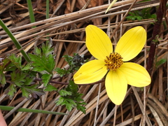 Bidens andicola