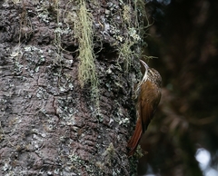 Lepidocolaptes falcinellus