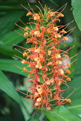 Hedychium coccineum