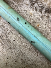 Dolichoderus thoracicus