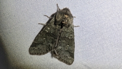 Psaphida rolandi