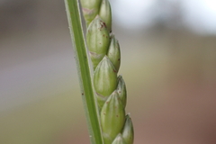 Urochloa plantaginea