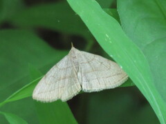 Zanclognatha pedipilalis