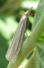 Crambus laqueatellus