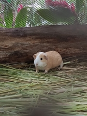 Cavia porcellus