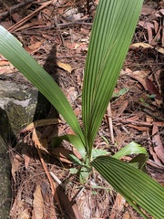 Setaria palmifolia