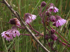Senecio formosus