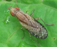 Trypetoptera canadensis