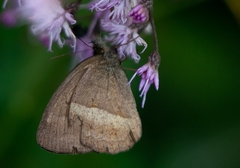 Satyrini