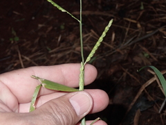 Urochloa plantaginea
