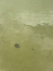 Malayemys macrocephala