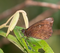 Satyrini