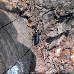 Strongylium cupreocinctum