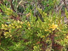 Hypericum laricifolium