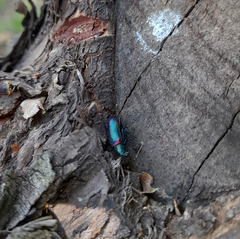Strongylium cupreocinctum