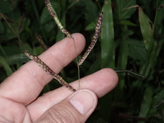 Paspalum fimbriatum