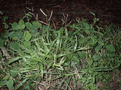 Paspalum fimbriatum
