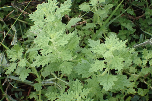 Dysphania carinata observed 2023-02-20