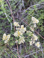 Pseudognaphalium biolettii