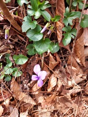 Viola palmata