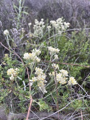 Pseudognaphalium biolettii