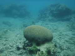 Pseudodiploria strigosa