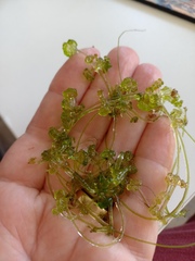 Nitella sonderi