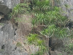 Dracaena