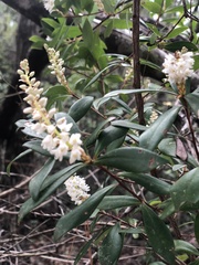 Cliftonia monophylla