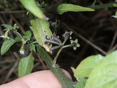 Solanum nigrum