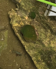 Pomacea canaliculata