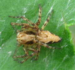 Oxyopes scalaris