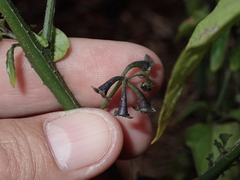 Solanum nigrum