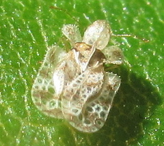 Corythucha marmorata