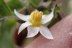 Solanum nigrum